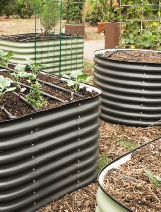 View of a garden with metal raised beds in black, white, and green, featuring black hoses installed for watering the young seedlings planted in the beds.