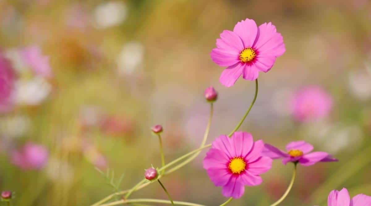 Mexican Aster