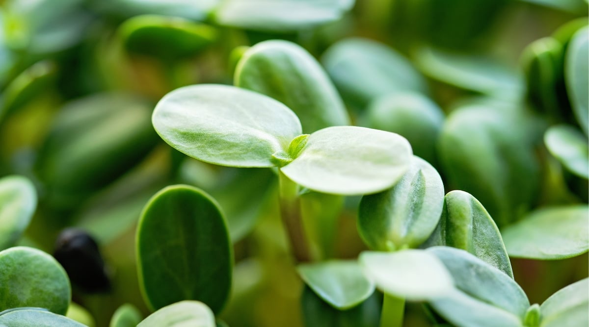 This close-up of microgreen foliage highlights the delicate details of two rounded leaves. The leaves are a vibrant green color, with veins that are barely visible to the naked eye. The leaves are glistening in the bright light, which creates a sense of freshness and vitality.
