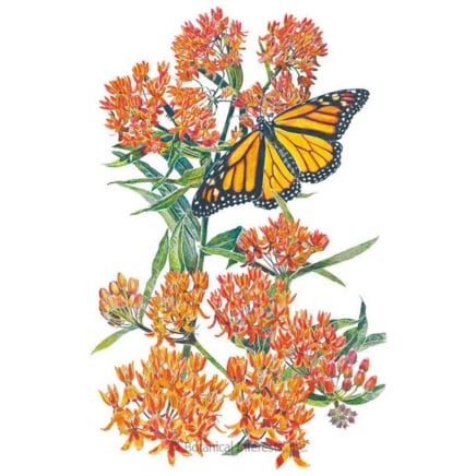 Milkweed:Butterfly Flower Seeds