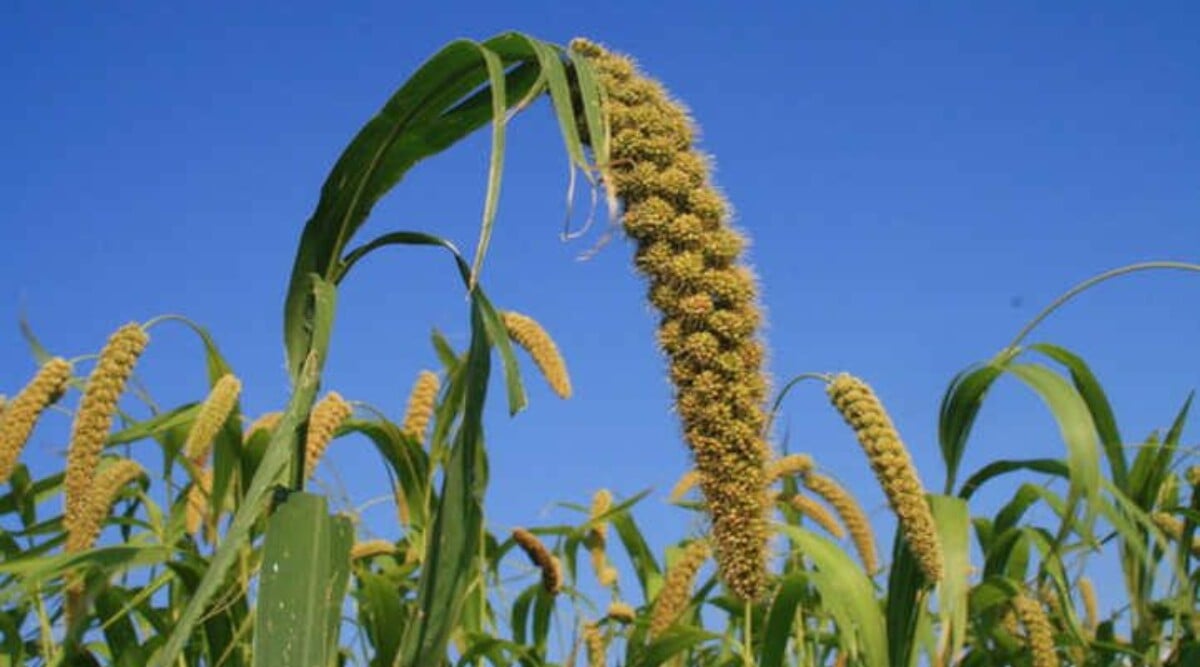 Millet plant