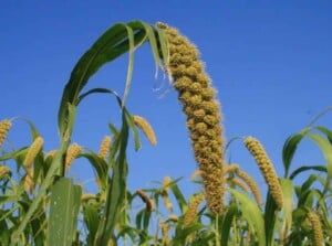 Millet plant