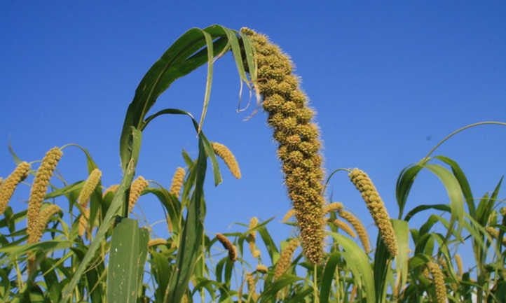 Millet plant