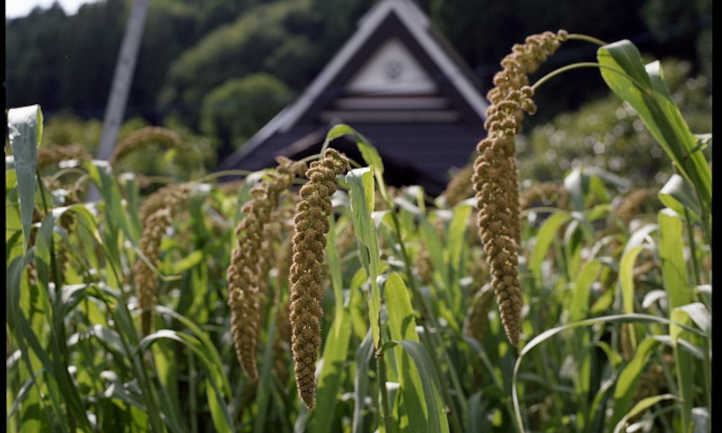 Millet seed heads