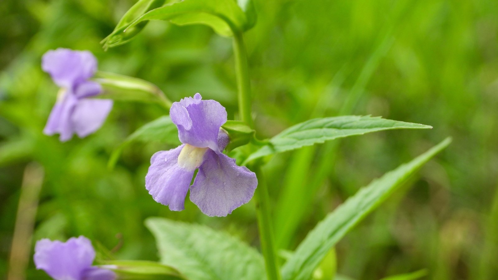 Delicate pale purple flowers with elongated petals bloom on thin, green stems amidst a backdrop of bright green grass.