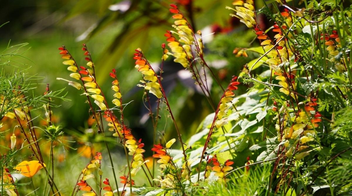 Mini Lobata
