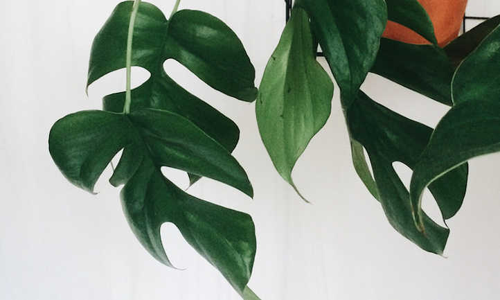 Mini monstera leaves