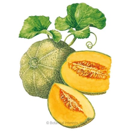 Minnesota Midget Cantaloupe:Muskmelon Melon Seeds