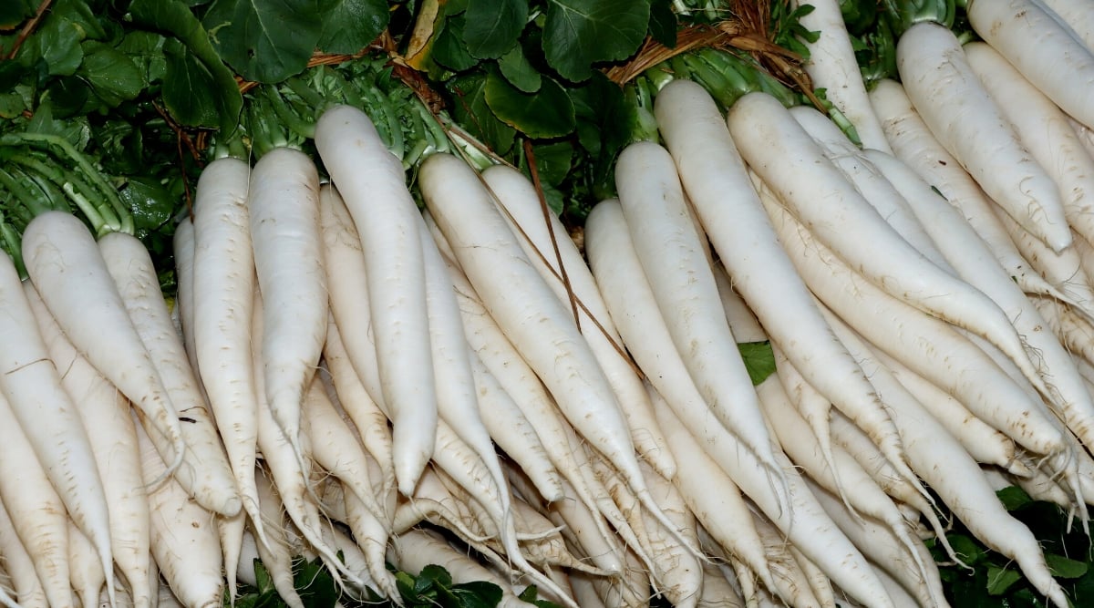 Close-up of many bunches of fresh Minowase Summer Cross #3 radish roots. The roots are oblong, with a smooth white skin and large dark green leaves with slightly wavy edges.