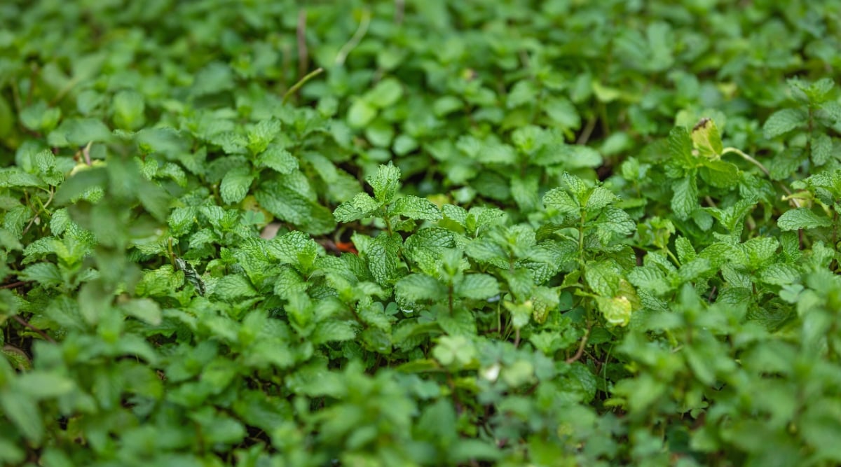 Close-up of many growing mint in the garden. Mint is a perennial herbaceous plant with spreading growth. The plant has square stems and opposite leaves that are usually small, elliptical and serrated. Mint leaves are bright green in color and have a refreshing aroma.