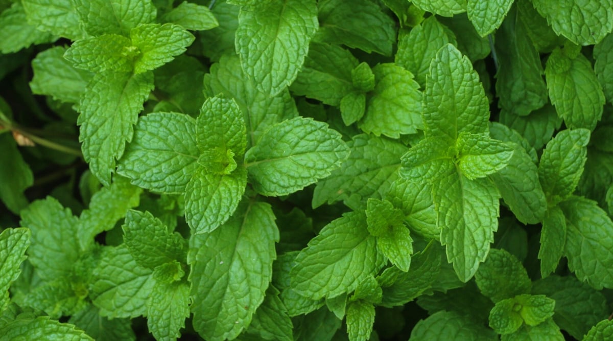 Top view, close-up of growing mint in the garden. Mint is a perennial herb. Mint plants have square stems covered with fine hairs. Mint leaves are opposite, meaning they grow in pairs on opposite sides of the stem. They are small, ovoid or spear-shaped, with serrated edges. The leaves are dark green in color.