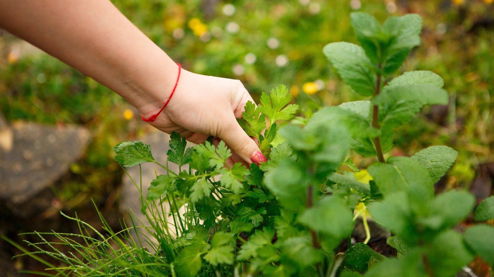 Close-up of a woman's hand harvesting parsley from a bed of mint and lemongrass herbs.