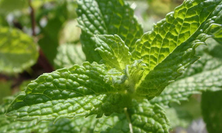 Mint plant closeup