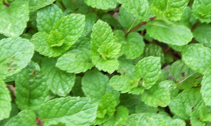 Mint plants