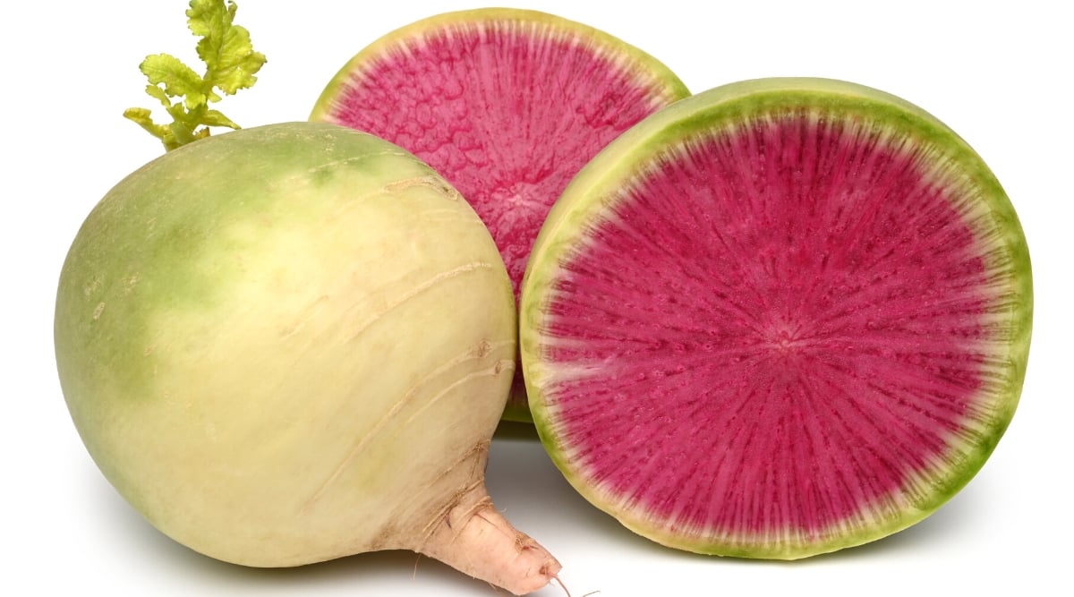 Close-up of Misato Rose radish roots on a white background. One root cut in half. The roots are massive, ball-shaped, with light green and white skin and bright purple flesh.