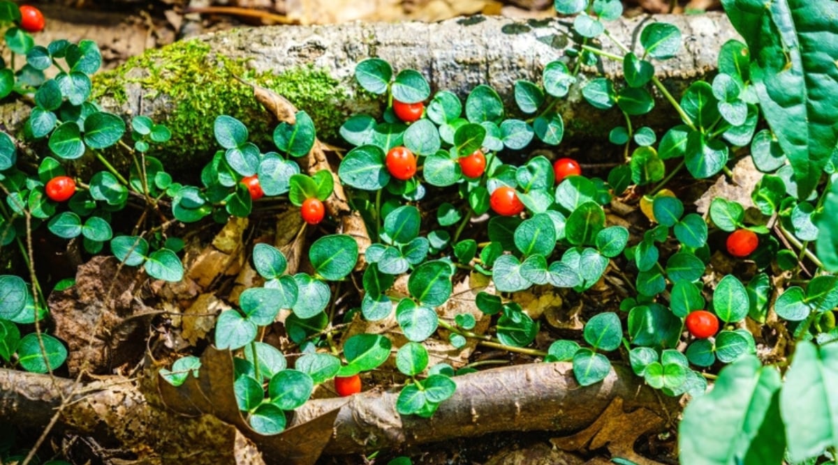Close-up of a Mitchella repens plant, commonly known as partridge berry or twinberry, in the forest. The leaves of Mitchella repens are evergreen, shiny, dark green in color and leathery in texture. They are opposite in arrangement, that is, they grow in pairs along the stem. The leaves are oval with rounded tips and have distinct veins running through them. The berries are bright red and shiny, appearing in pairs attached to the base.