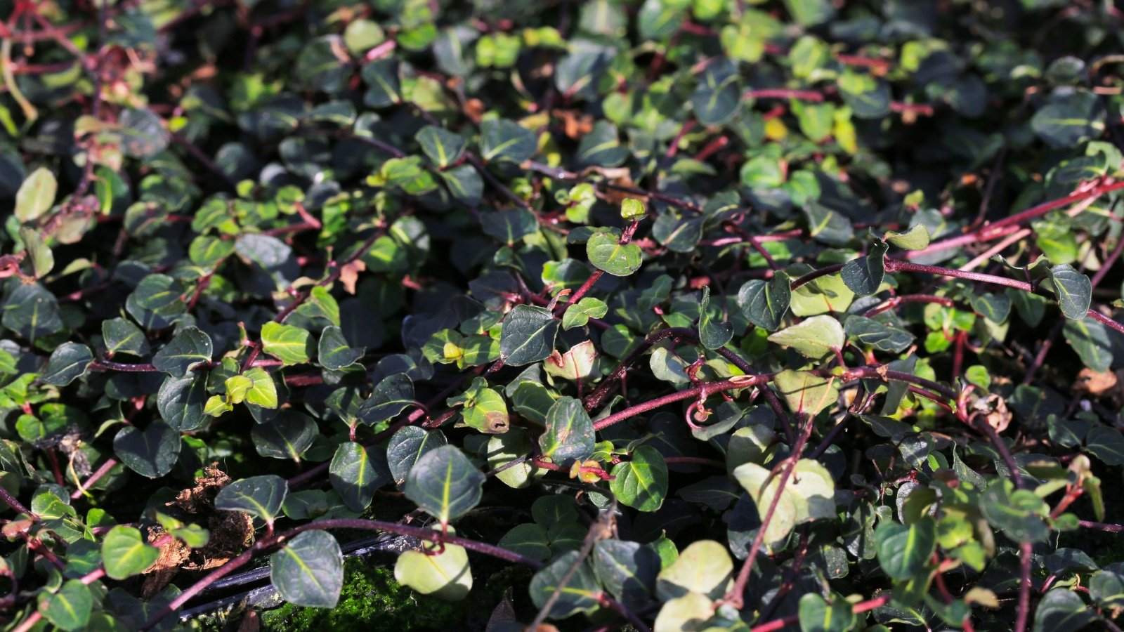 This plant has trailing purple stems with paired, round leaves of dark green color with a glossy surface.