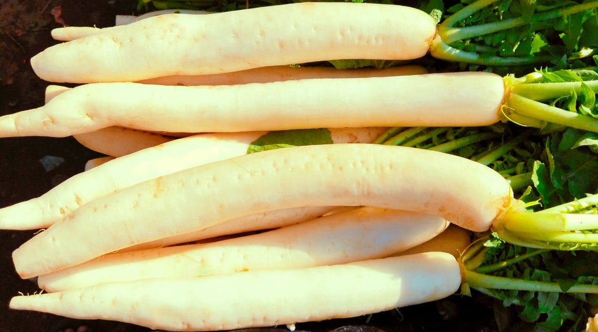 Close-up of many freshly picked Miyashige roots in a sunny garden. The roots are oblong, narrow, white with rosettes of lobed dark green leaves.