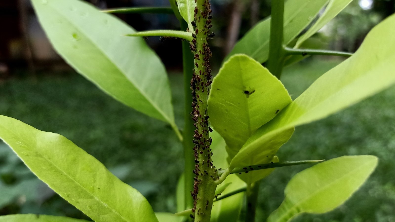 A close-up of brown citrus aphids clustered on the stem, forming a dense mob. The aphids appear brown, feeding on plant sap. Surrounding the infested stem are vibrant, healthy green leaves.