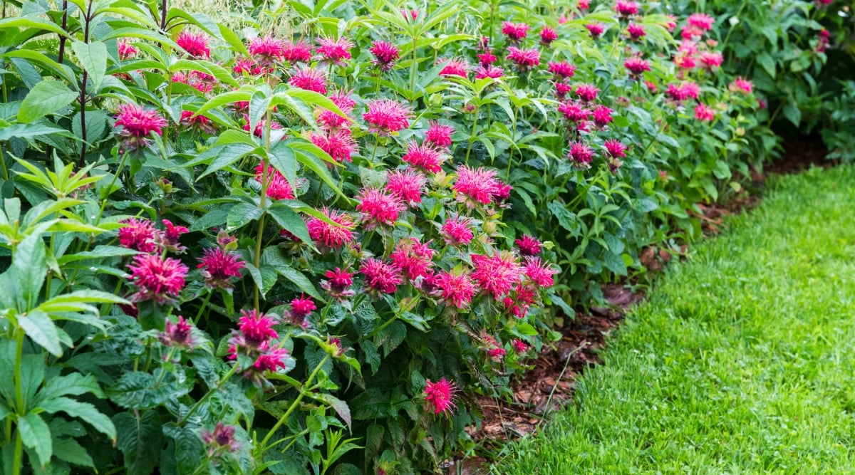 A flowering Monarda didyma border showing flared flower cluster in purple, pink, and red hues.