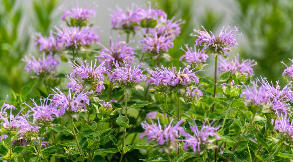 Monarda fistulosa blooming in a sunny garden. It has square stems, strong and erect, with branches emerging from leaf nodes. The stems are covered with fine hairs and colored purple or reddish-brown. The leaves of Monarda fistulosa are opposite, lanceolate, serrated along the edge, with a slightly fuzzy texture, dark green in color. Monarda fistulosa produces showy flower heads on stems. The flowers are tubular in shape and are collected in dense spherical clusters called "inflorescences". Each inflorescence consists of many individual flowers that range in color from lavender to purple.