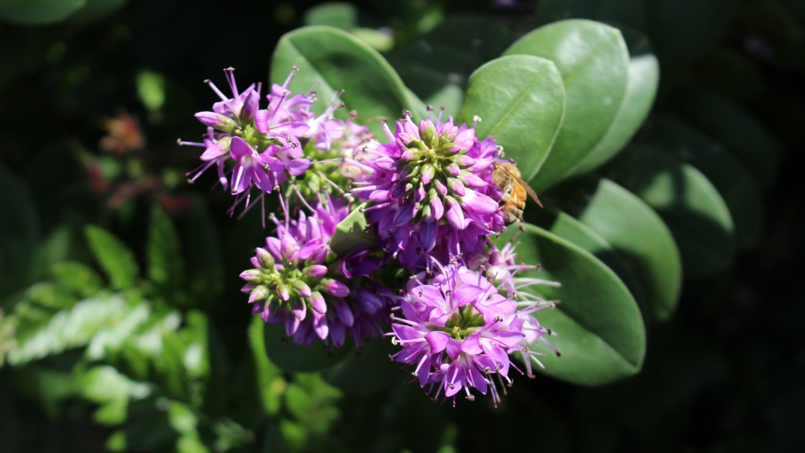 A cluster of small, bright purple flowers with dark green, rounded leaves on a plant, basking in sunlight.