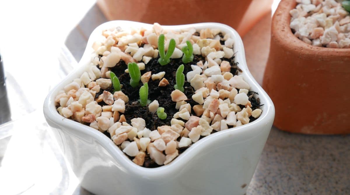 Tiny Bunny Succulent Planted in Miniature Planter