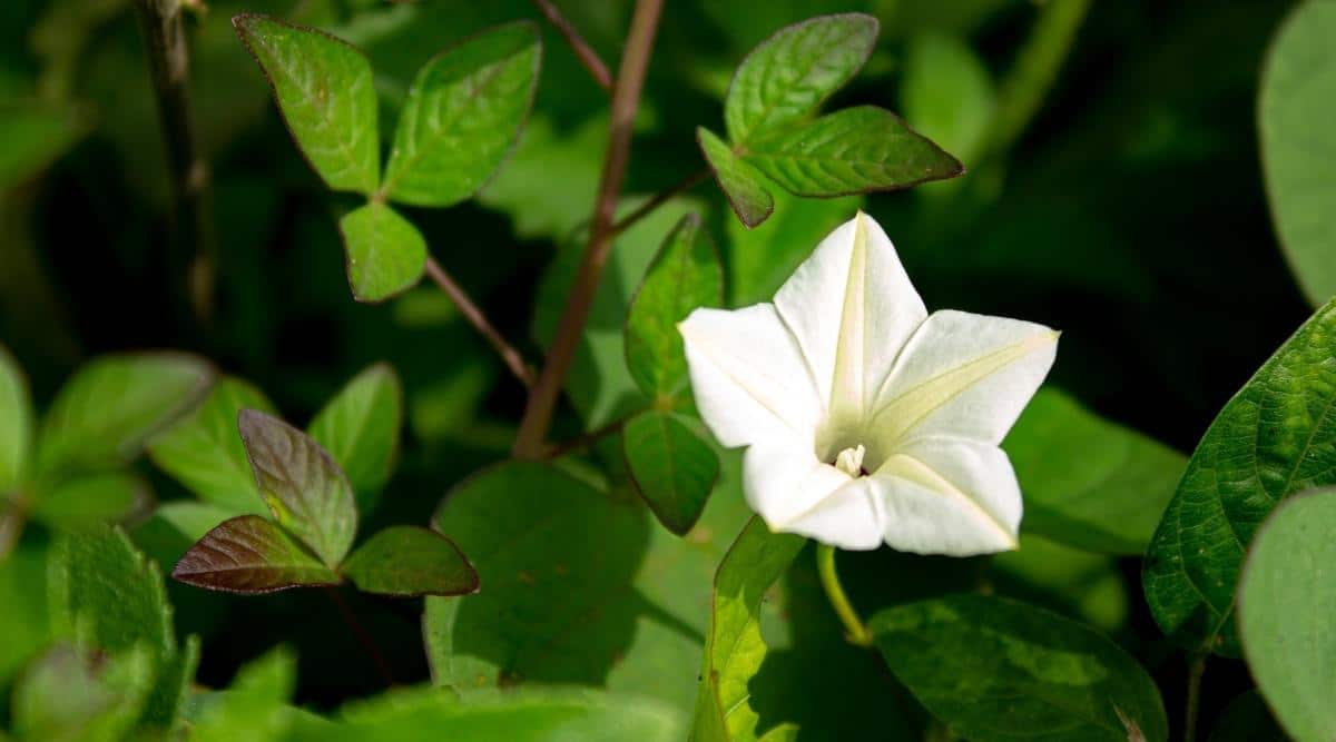 Moonflower