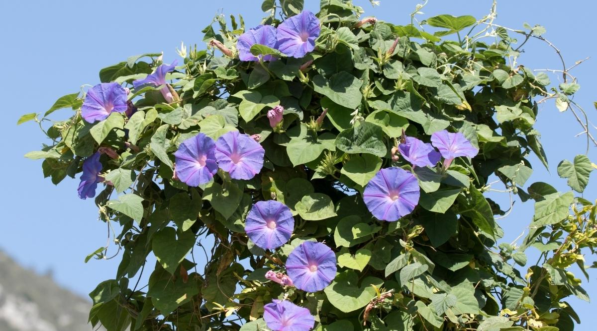 Morning Glory