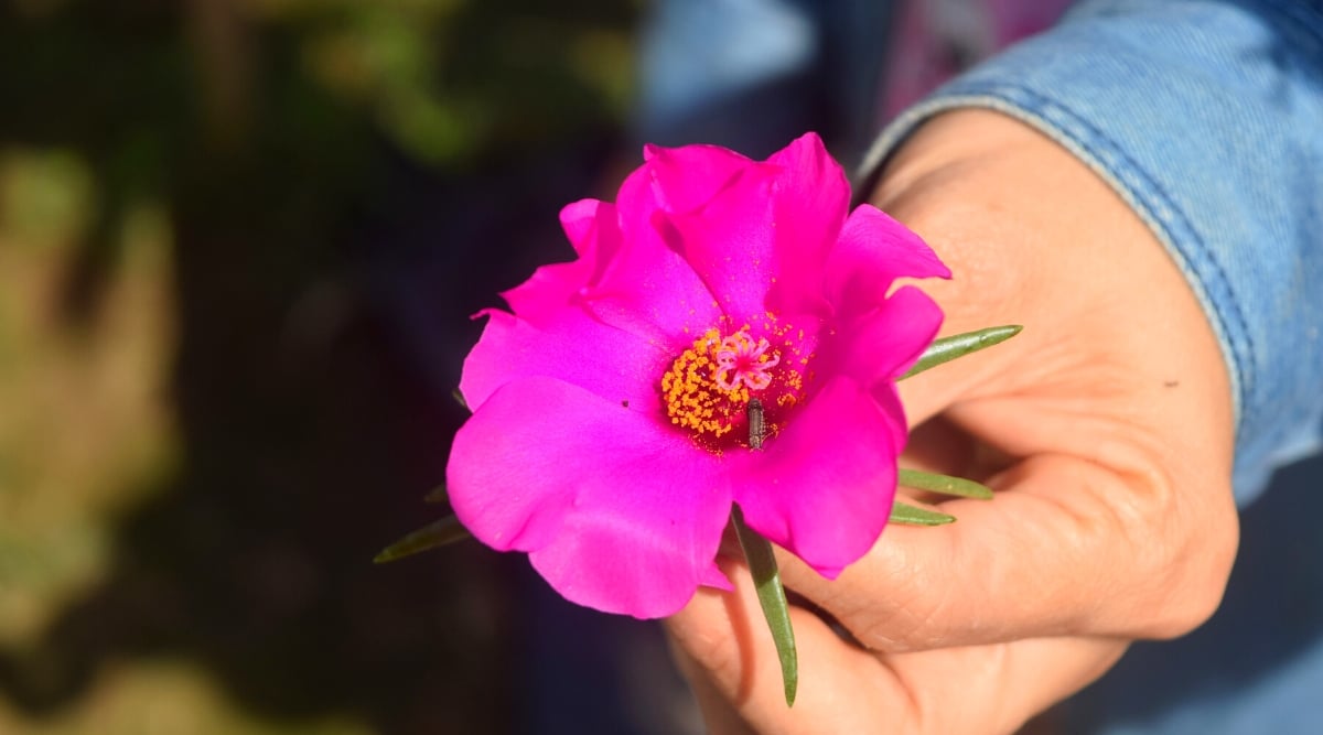 A gentle hand cradles a delicate pink portulaca flower. The slender leaves of the portulaca gracefully extend, complementing the flower's beauty with their elegant shape. The striking yellow stamen adds a brilliant touch to the blossom's overall charm.