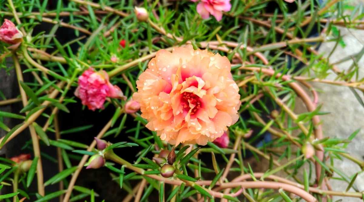 A close-up of a pale orange portulaca flower with delicately ruffled petals, adding a touch of elegance to any garden or landscape. Lush green leaves, sturdy stems, and pink portulacas accompany the pale orange portulaca.