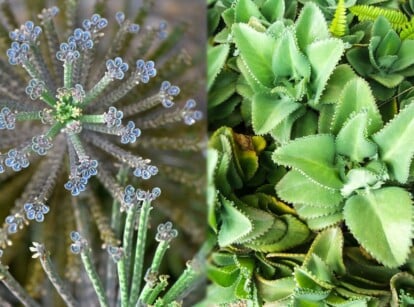 Mother of Millions vs. Mother of Thousands - Mother of Millions