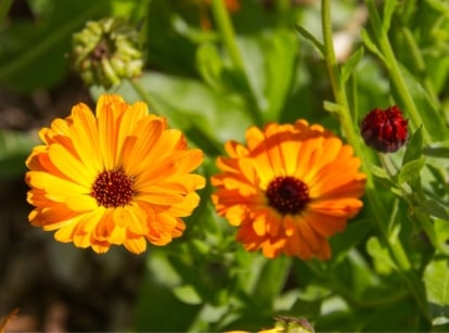 mother's day flowers. Close-up of blooming calendula in a sunny garden. Calendula presents a charming appearance with its upright stems adorned with lance-shaped, slightly hairy leaves. Atop these stems, cheerful daisy-like flowers in shades of bright orange and yellow emerge in profusion, each bloom boasting multiple layers of delicate petals and a prominent central disk.