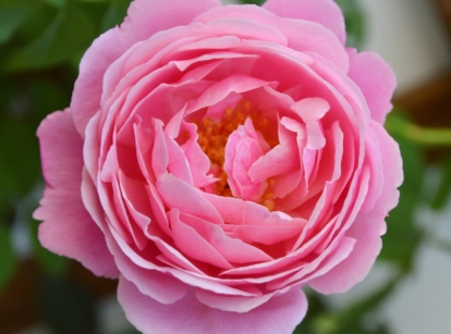 Mother's day roses. Close-up of Sister Emmanuelle rose flower against a blurred background. Its flower is characterized by velvety, double petals of delicate pink shades. The petals surround golden yellow stamens in the center of the flower.