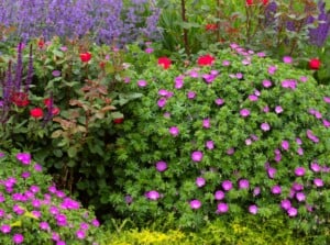 A captivating garden unfolds with the radiant presence of purple cranesbill and anise hyssop flowers, their vibrant shades punctuating the verdant surroundings. Against a backdrop of lush greenery, the delicate blooms weave a picturesque tableau.