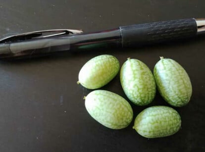 Mouse melons just after harvest