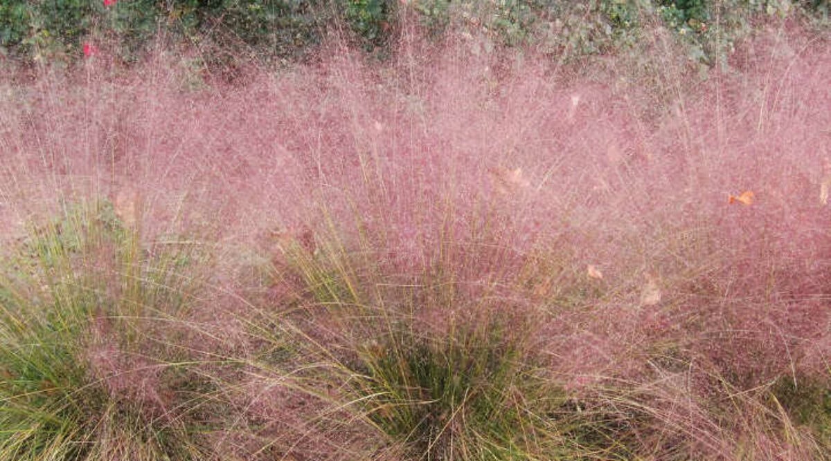 Muhlenbergia capillaris