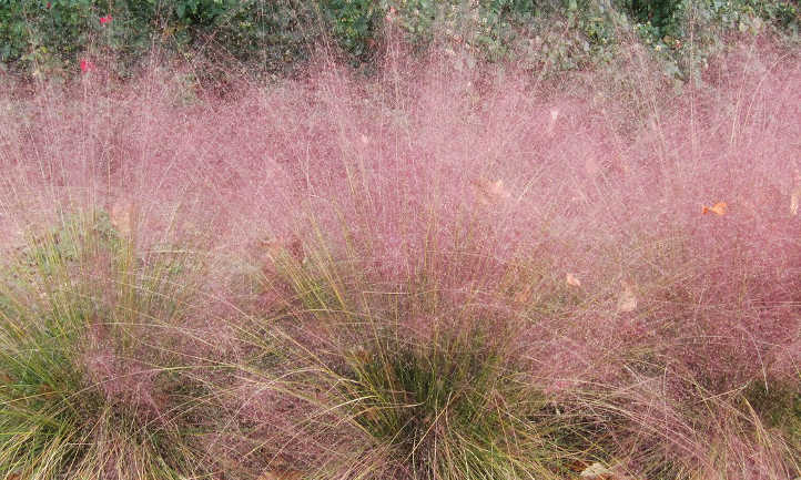 Muhlenbergia capillaris