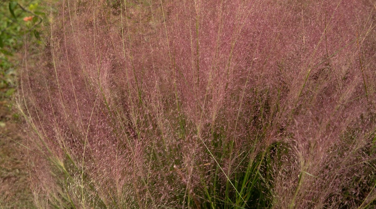 Close-up of a flowering plant Muhlenbergia capillaris. It is a perennial ornamental grass. The plant has a habit of gathering in lumps. It has thin, curved leaves that are narrow and grass-like. The leaves are green in color and have a fine, delicate texture. Muhlenbergia capillaris produces attractive flower plumes that rise above the foliage. The plumes are feathery and appear in a soft pink or reddish hue.