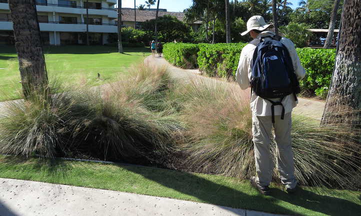 Muhly grass not blooming