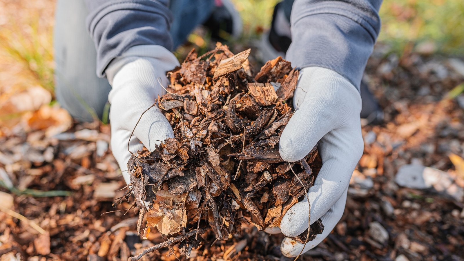 A person wearing white gloves and a gray long-sleeved shirt gently holds a pile of tree mulch in their hands, preparing to spread it. Beneath them lies a mound of additional tree mulch, ready to be distributed for gardening purposes.