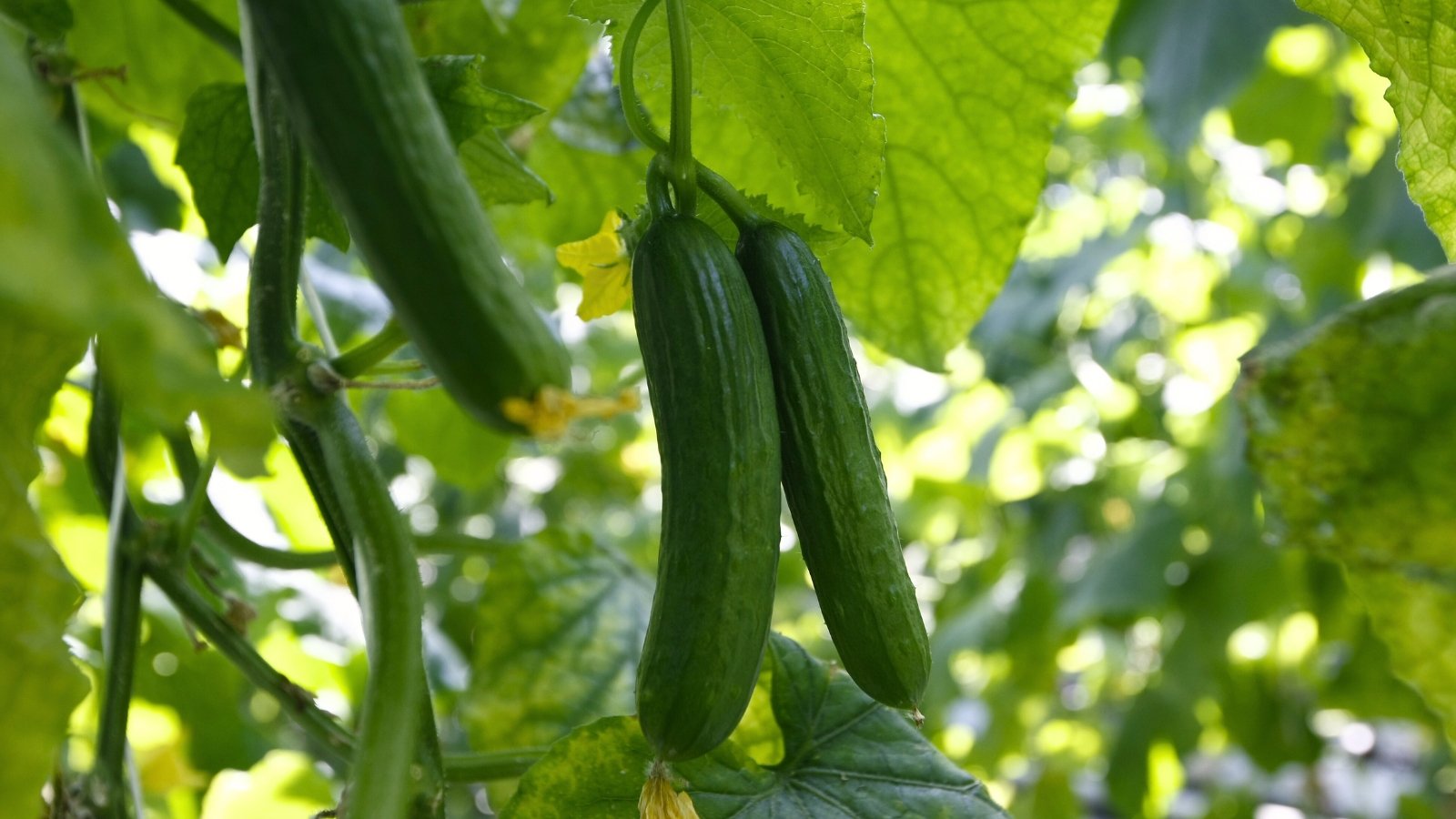 Close-up of a 'Muncher Persian' cucumber plant boasting ripe fruits characterized by their slender shape, smooth, thin skin of dark green color with a glossy surface.