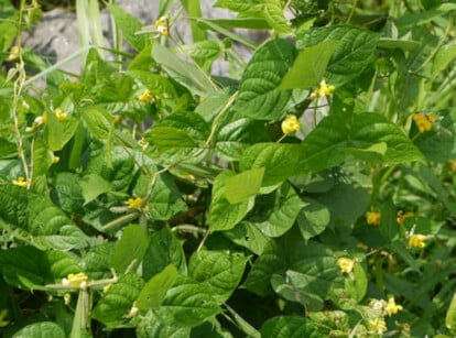 Mung bean plant