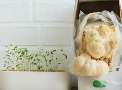 A mushroom growing kit featuring clusters of large, fluffy white Lion's Mane mushrooms sprouting from a cardboard box, placed on a kitchen counter beside a white pot with sprouted microgreens, all set against a white wall.