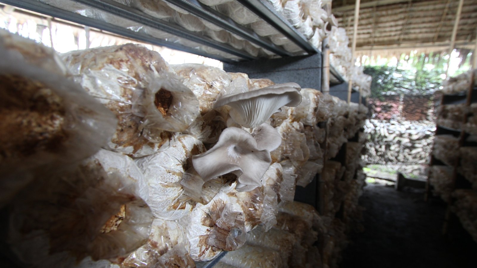 White mushrooms sprout from transparent plastic bags nestled in a mushroom nursery, their delicate caps unfurling amidst the straw bale substrate, a testament to thriving cultivation in controlled conditions.