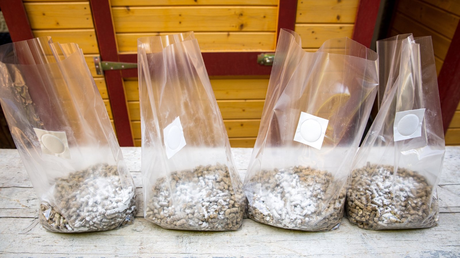 Sealed bags containing sterilized materials arranged on a wooden table, ready for cultivation use.