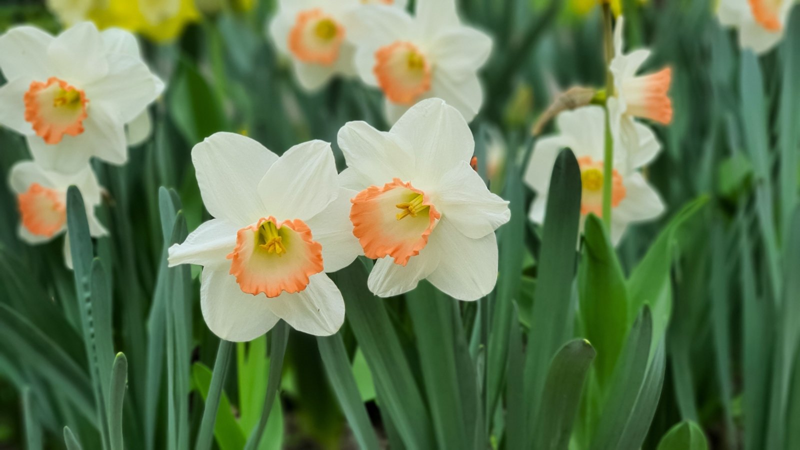Pale pink and peach-hued flowers with ruffled cups bloom on strong, upright stems, framed by narrow, arching green leaves.
