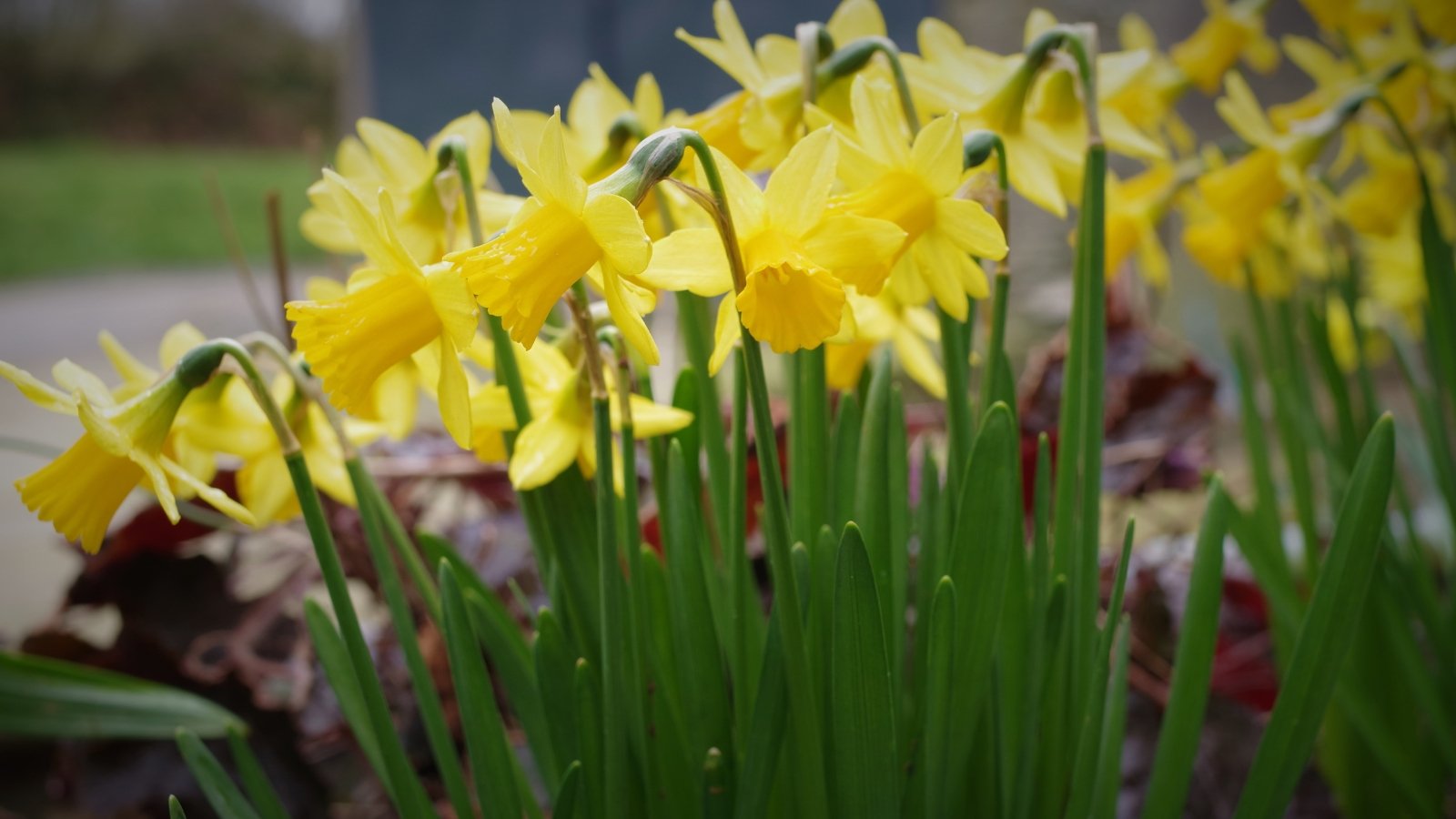 Bright yellow, cup-shaped flowers cluster atop slender green stems, surrounded by narrow leaves that sway gently in the breeze.
