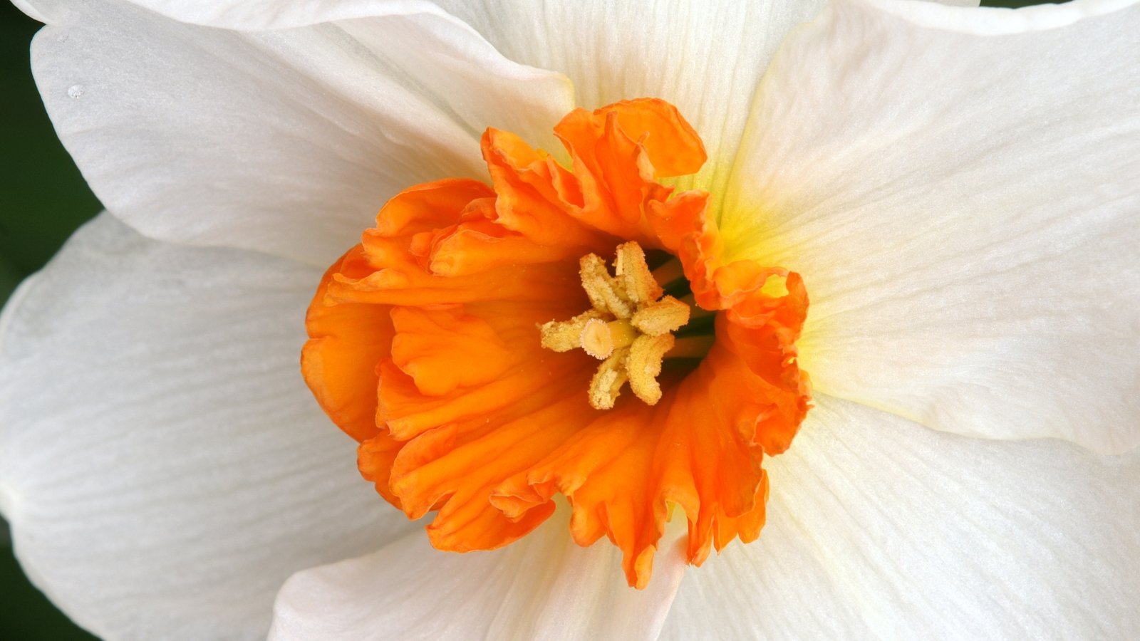 A close-up of Barrett Browning reveals delicate petals in shades of pale yellow and cream, gracefully unfurling from the flower's center. Its golden trumpet stands tall amidst the soft ruffles, exuding a sweet fragrance that beckons admirers closer.