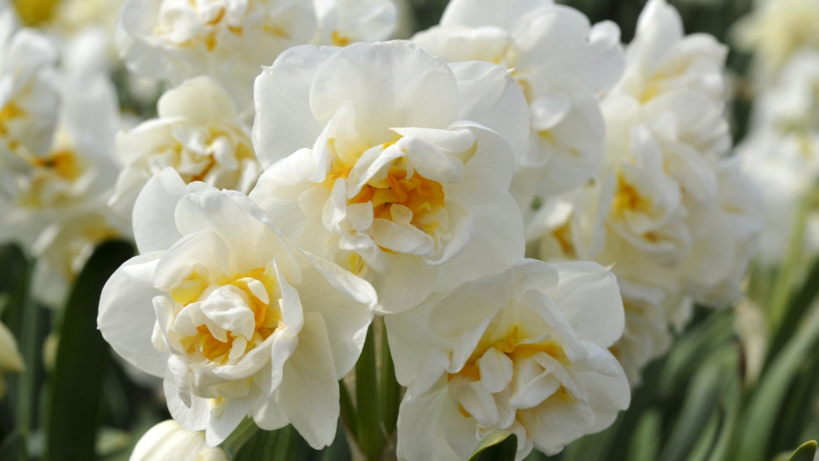 A close-up reveals Bridal Crown daffodils, featuring creamy white petals with delicate frilled edges and a bright yellow cup at the center. The flowers exude elegance and purity, symbolizing new beginnings and matrimonial bliss. Surrounding the blooms are slender green leaves, providing a verdant backdrop to their graceful beauty.